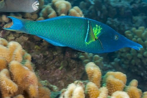 Posterazzi PSTDFL400997U Artwork, Small, Multi