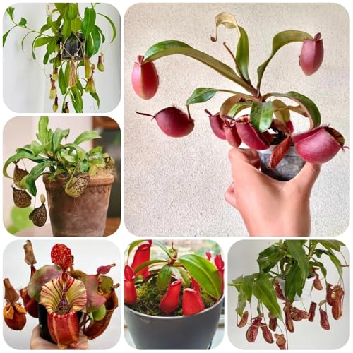 Semillas de planta carnívora, semillas de Nepenthes, plantas raras Nepenthes mirabilis, plantas verdes, plantas de balcón plantas perennes resistentes Planta de balcón, semillas 120pcs