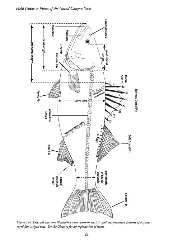Field Guide to Fishes of the Grand Canyon State