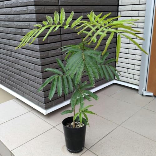 観葉植物エバーフレッシュ」の人気商品一覧 | 安い商品を通販サイト