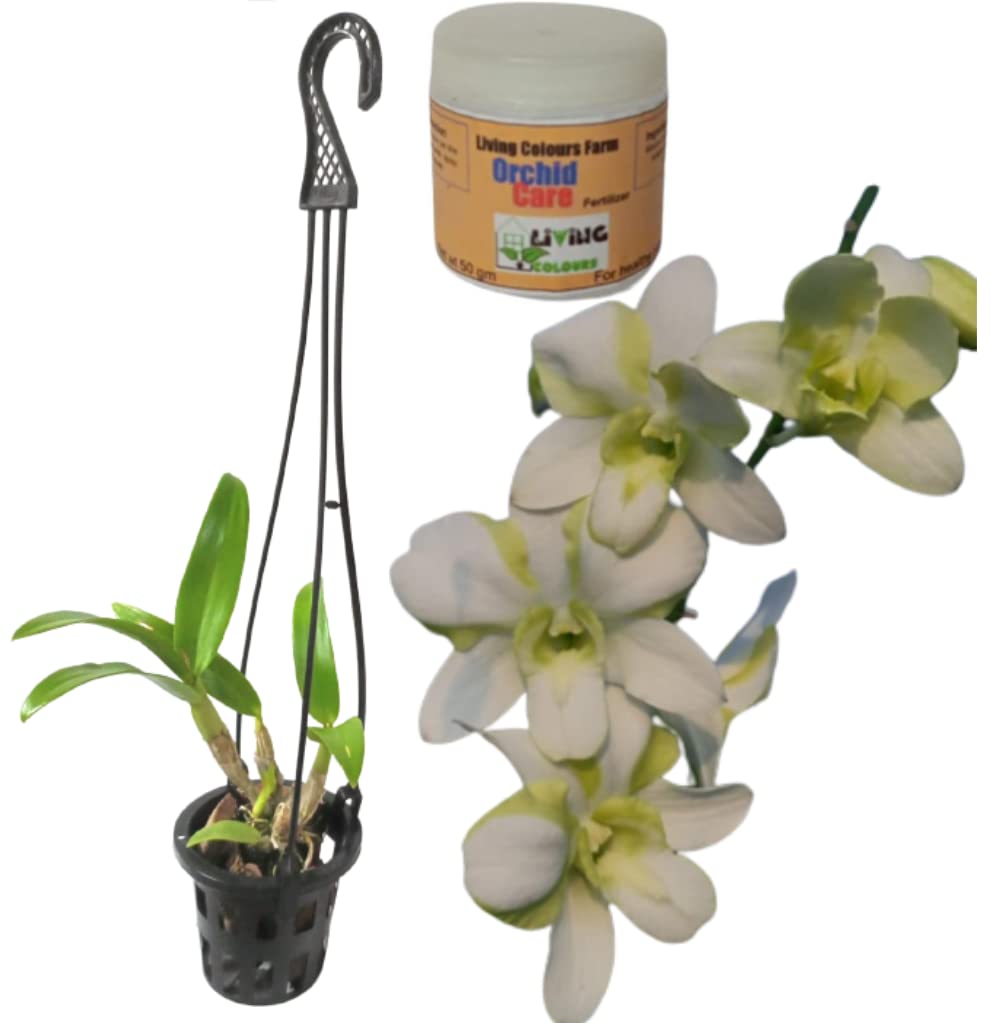 Living Colours Farm Exotic Healthy Dendrobium Orchid Plant | 50 Gm Care Free (Lovely Green Within White), Liquid