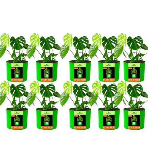 Image of Kingwell Plant Grow Bags 6x6 inch pack of 10, Bags for Plants Gardening Home, Grow Bags for Terrace Gardening