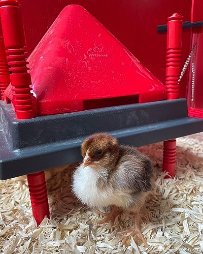 RentACoop Chick Brooder Heating Plate and Anti-Roost Cone Set - Brooder Heating Plate Warms Up to 15 Chicks - Chick Heater with 25 Adjustable Heights and 15 Watts - Safer Than Heat Lamps - 10\" x 10\" - Thumbnail 2
