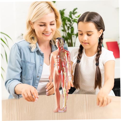 Modèle d'anatomie 3D visualisé détachable pour enfant - 3