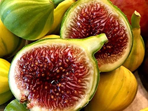 1 Fig 'Panache' - Delicious Taste - Fruit Live Plant