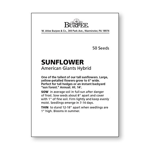 Burpee American Giants Hybrid Sunflower Seeds 50 seeds