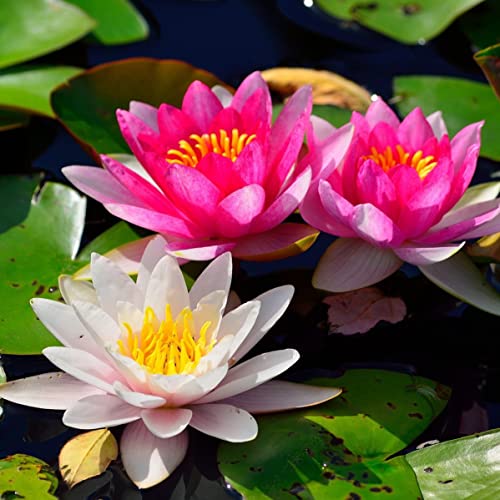 Lotus, RaritäT Mehrfarbige, SeerosenRhizome, Dauerblüher, Mehrfarbig Ertragreicherg. Pflegeleicht, Magic of Nature, Winterhart Rhizome, 30pcs-a