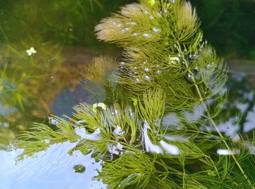 4 Bunches Hornwort Coontail Plants