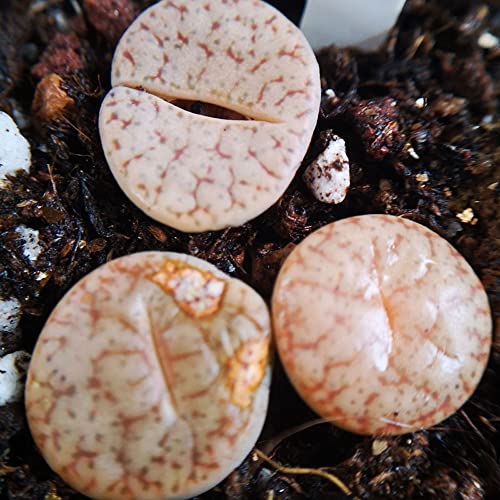 3Pcs White Pink Mini Size Lithops Rare Lithops Meyeri Small Succulent Plants Live Cute Exotic Desk Succulent Plants For Office Mini Potted Unique Gift. #TOP6