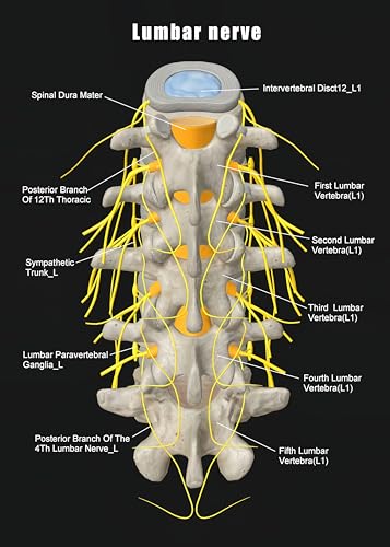 Image of Taanfu Body Educational Learning Anatomy Posters ，Lumbar nerve Art Lumbar Villi Anatomy Art Poster Digestive System Organs Illustration Small Intestine Physiology Anatomy Wall Art Villi