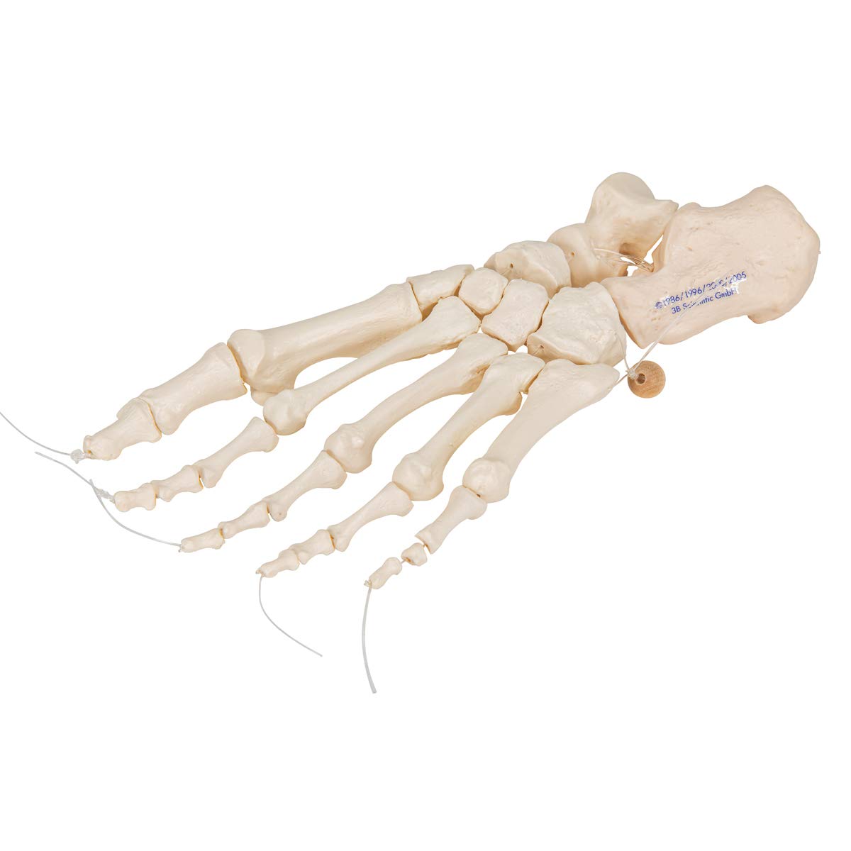 3B Scientific A30/2L, A30/2R Scheletro del Piede su Filo di Nylon, Non Fisso + software gratuito di anatomia - 3B Smart Anatomy