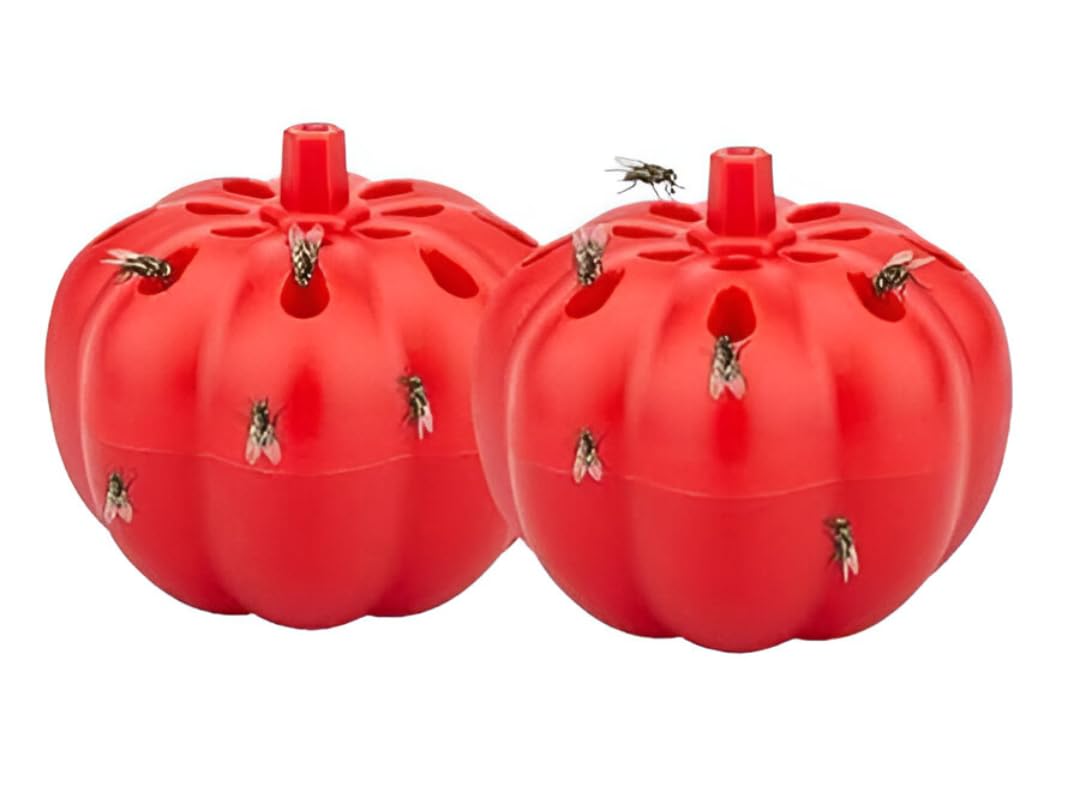 Gnat Killer for Indoor Use | Fruit Fly Catcher Trap for Kitchen & Home | Non-Toxic Sticky Gnat Traps for Flying Insects | Easy-to-Use Fly Catching Device (Pack of 2)-image-5
