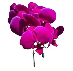 Orquídea Phalaenopsis Roxa N7 Planta Adulta em Vaso de Plástico de 15 cm