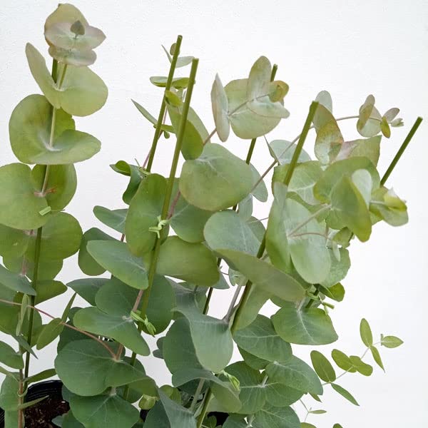 いい香りのユーカリ・シネレア 30cmポット