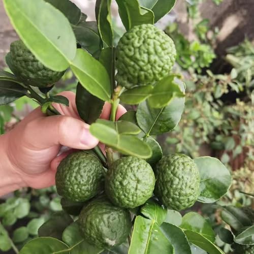 Semillas de lima kaffir - plantas frutales decoración de plantas de árboles frutales fruta en espaldera tilo, semillas de plantas semillas de lima, plantas de jardin camas elevadas 35pcs