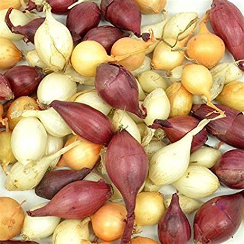 Cool Beans N Sprouts Mixed Onion Sets