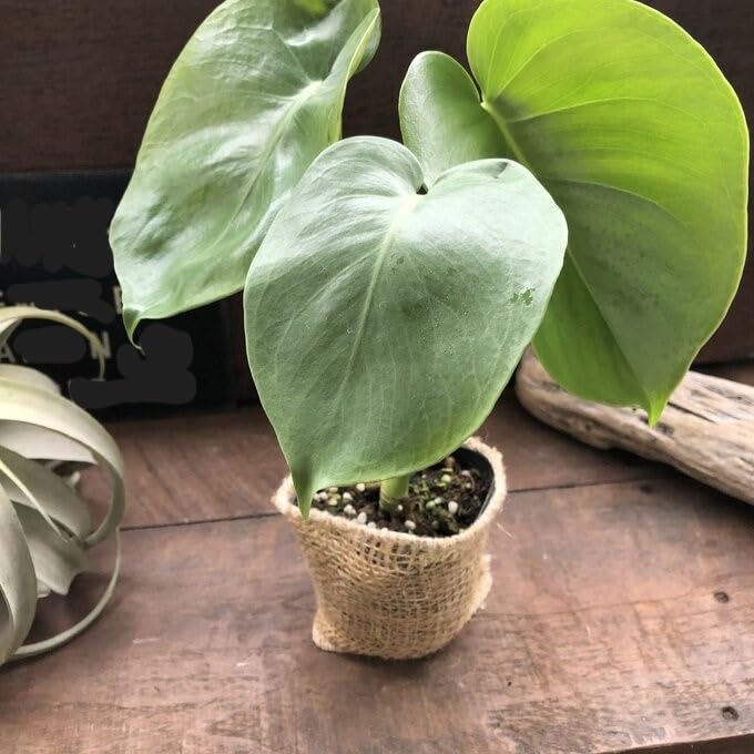 Amazon｜モンステラ 希少 3号 立派な観葉植物｜観葉植物 オンライン通販