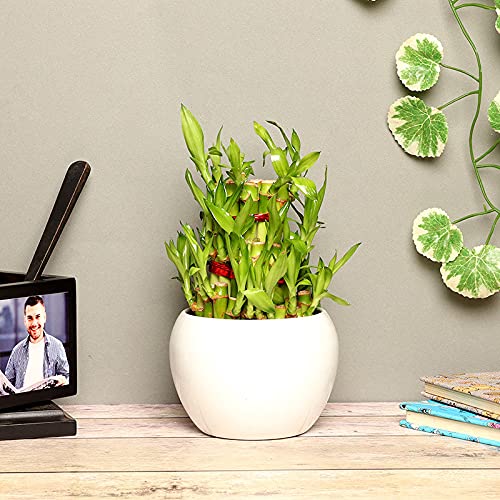 FlowerAura Decorative Air Purifying 3 Layers Lucky Bamboo Live Indoor Plant In Metallic Vase Pot For Living Room, Table Corner, Bedroom, Office/Home Decoration And Gifts For Friends, Relatives, Neighbours & Colleagues (B09GW6G38S) Amazon Price History, Amazon Price Tracker