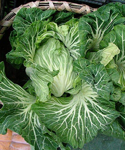Portuguese Kale Seeds (Couve tronchuda) Portuguese Cabbage, Sea Kale (100 Seeds)