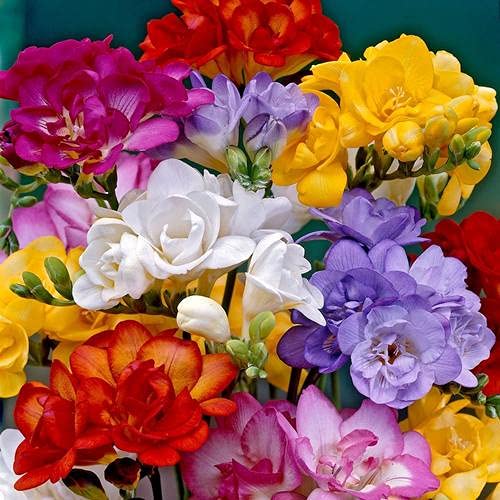 Freesia Red Flower | Fragrance Flower Bulbs | Best for Home Gardening | By UDANTA SEEDS® (Pack of 5 Flower Bulbs(Mix)) (B09LD1MHPR) Amazon Price History, Amazon Price Tracker