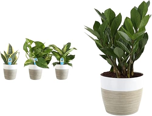 Costa Farms Clean Air - Colección de plantas de casa viva 8 pulgadas de alto en maceta blanca natural y ZZ Zamioculcas zamiifolia planta de interior