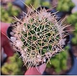 FOLIAGEMS Live Cactus Plants from USKC (2' Pot Mammillaria longimamma)