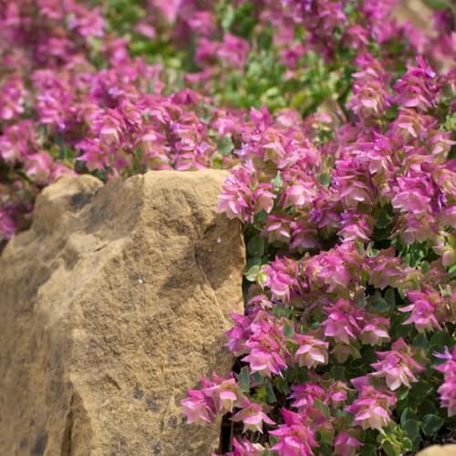 semillas de orégano orgánico en resistentes de silvestres, Cocina de jardín, decoración de cobertura 130pcs