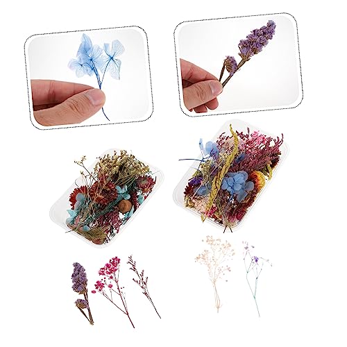 TEHAUX 2 Caixas flores secas marcador de planta mini flor seca para mesa de decoração escritório dec