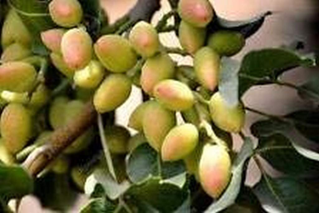 See full amazon price history chart for Creative Farmer Live Plant Garden Pista Fruit Pistachio (Small, Multicolour) Exotic (1 Healthy Live Fruit Plant) Creative Farmer Live Plant Garden Pista Fruit Pistachio (Small, Multicolour) Exotic (1 Healthy Live Fruit Plant) (B08Q8LG27K) Amazon Price History, Amazon Price Tracker