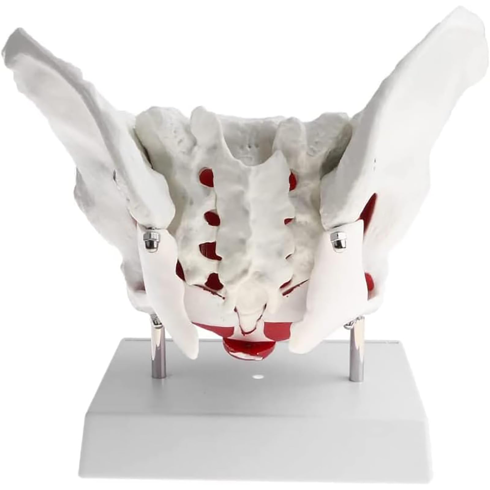 Model Mięśni Damskiej Gleby Miednicy, Zdejmowane Narządy Anatomicznych Zasobów Laboratoryjnych Gleby, Medyczna Anatomiczna Żeńska Miednica