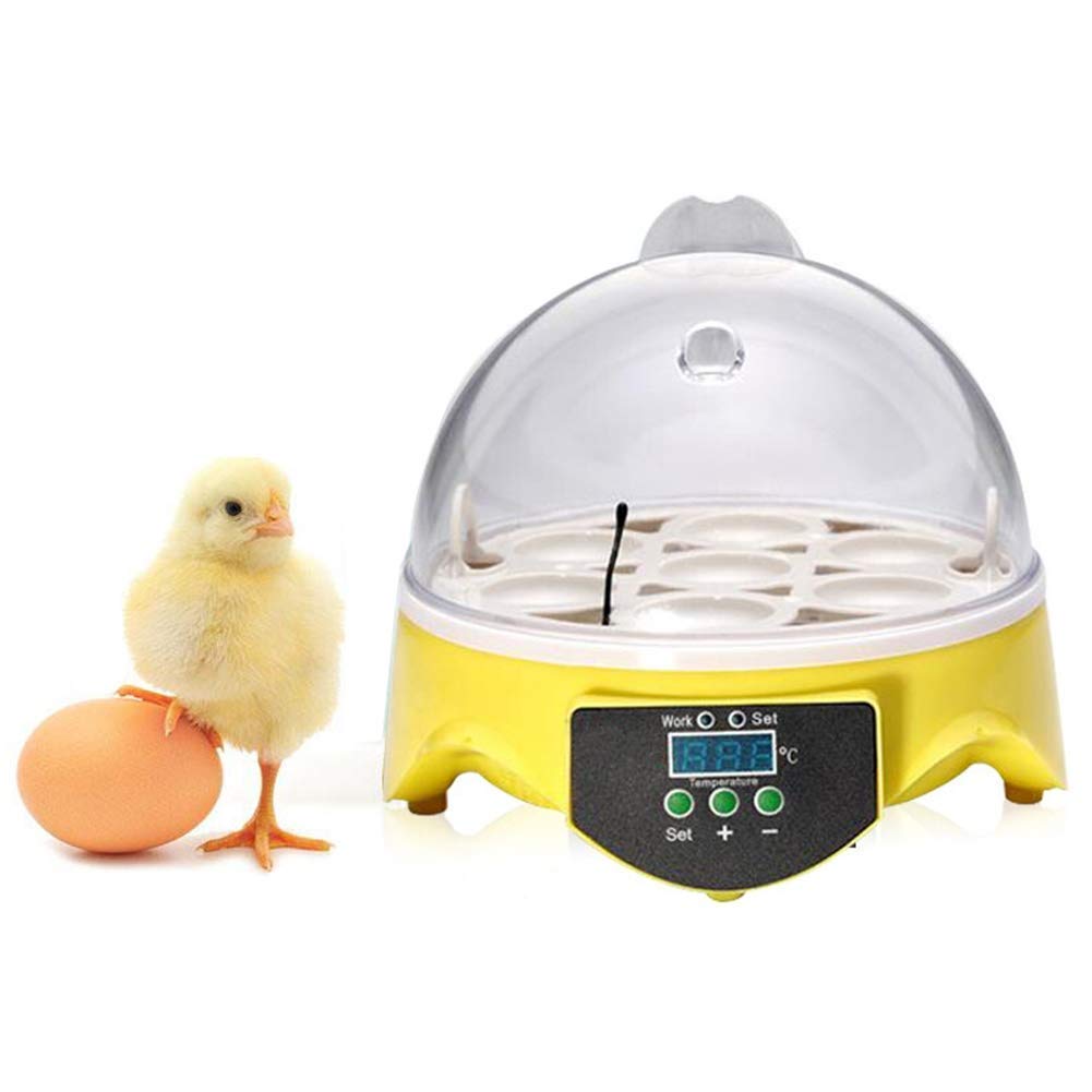 Buy Eggs Incubator, Egg Incubator Mini 7 Eggs Temperature Control