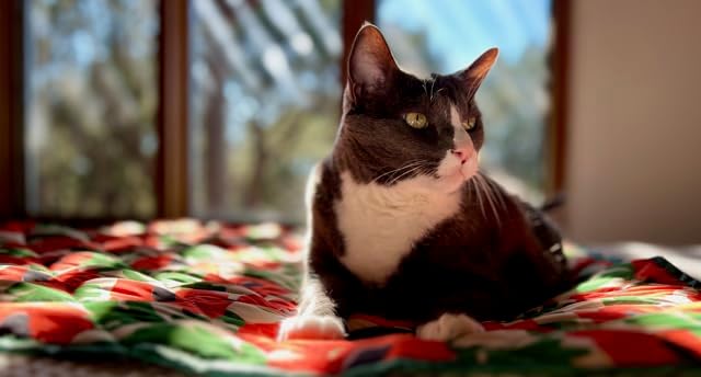 Waterproof Blanket, 29" x 34” - Seat Cover for Dogs and Pets. Ideal for Small and Medium Pet Crate Blankets, Settle mat, Diaper Changing and Playmat for Babies - Image 5