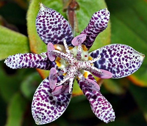 Nuovo! 30+ Tricyrtis Japanase ROSPO DEL Giglio SEMI/Shade PERENNE/Cervo RESISTENTE