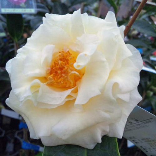 Amazon | 椿（ツバキ）の苗木 黄の旋律（きのせんりつ） | 植木