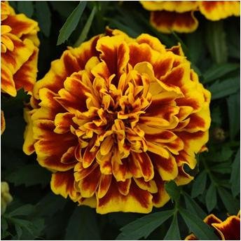 French Marigold Flower Seeds (Pack of 50 Seeds) (B07F8G4V1Z) Amazon Price History, Amazon Price Tracker