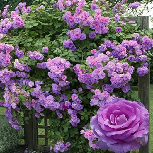 GREENLIVE TRADERS Rare Climbing Rose Live Flower Plant (Climbing Rose Plant, Purple) (B0BBTWCWC5) Amazon Price History, Amazon Price Tracker
