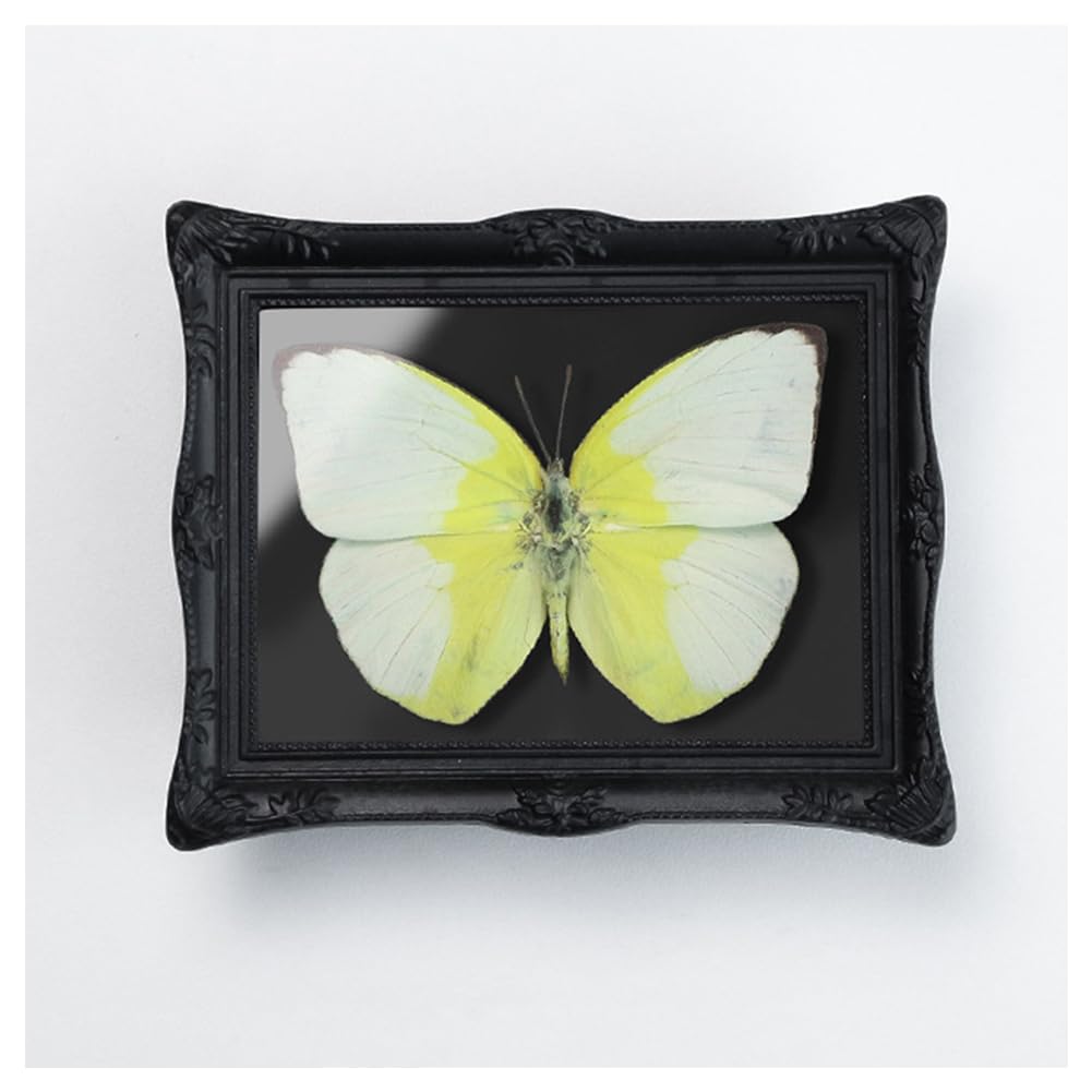 Papillon naturalisé encadré pour décoration esthétique maison