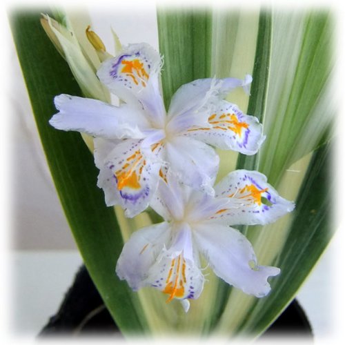 ソテツ　斑入り　白斑系　カキコ１株　葉3枚つき❗　① Amazon.co.jp: シャガ：斑入りシャガ3-3.5号ポット[白斑葉が1年中