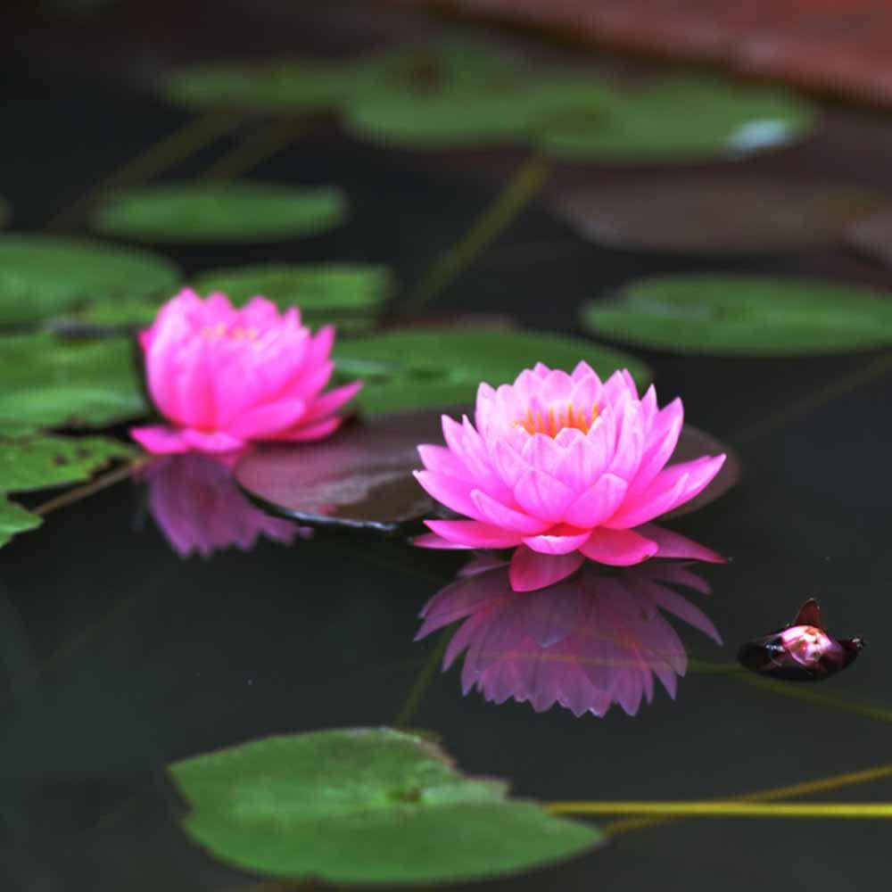 Semillas De Lirio De Agua Que Crecen En El Agua - Nymphaea - Nenúfares - Planta Acuática Exótica Para Jardín: Lirios De Agua Semillas Flores Raras, Enriquece Tu Jardín Con Estas Semillas 50 piezas