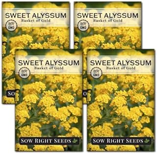Sow Right Seeds - Sweet Alyssum Basket of Gold Flower Seeds for Planting - Perennial Garden Flowers - Easy to Grow Fragrant Blooms - Ideal for Borders and Containers - Attract Pollinators (4)