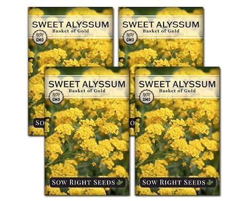 Sow Right Seeds Sweet Alyssum Basket of Gold Seed Packet (4)