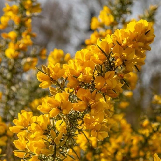 25 Gorse Hedging Furze Hedges Whin Hedge Prickly Plants 3fatpigsĀ®
