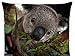 Lindo, Koala, EN, un, árbol, Australia - Funda de cojín (18