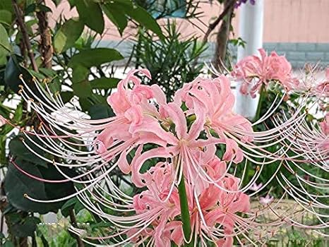 Amazon リコリス 球根 屋内に置くと 芳香植物貴重なワンダフルガーデン現在販売 中 たての香りの花は あなたが探しているものを 満開です まるで妖精のような温かい雰囲気になります 30球根 3 花