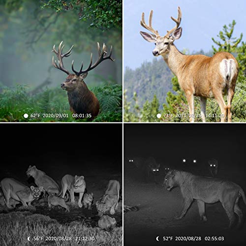 Product Image 5: WiMiUS H7 Trail Camera【Upgraded】 16MP 1080P HD Hunting Game Trail Cam with Infrared Night Vision Waterproof Motion Activated, 120° Detecting Range for Wildlife Monitoring