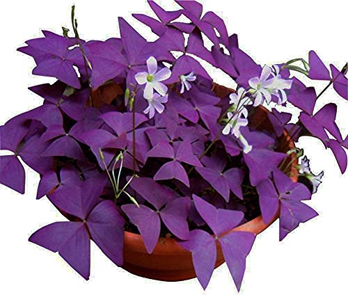 12PCS Purple Shamrocks Bulbs Good Luck Plant Purple Oxalis Bulbs for Planting Grows Indoor or Outdoor Oxalis...