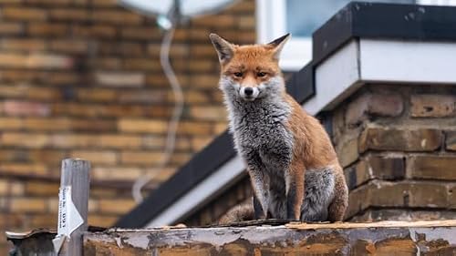 The Fall and Rise of Urban Wildlife