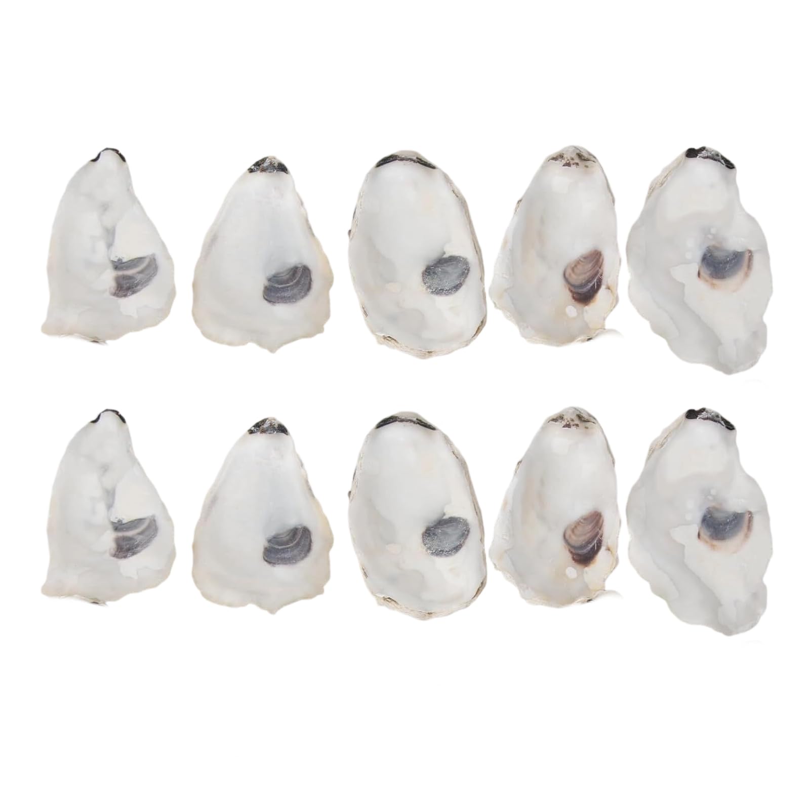 Oxxggkao 10Pcs Concave Oysters Shells for Natural Oysters Shells Bulk for Home Vase Filler Diys Arts and Seashells Concave for