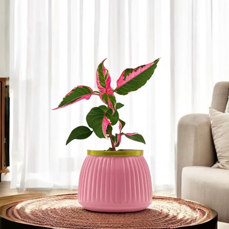 Amulya FARMS Pink Party Time Plant in Elegant Metal Pot with Gold...