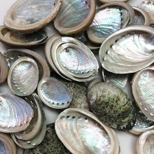 PEPPERLONELY 50 PC Small Natural Green Baby Abalone Sea Shells for Crafts and Vase Filler 1 Inch ~ 2 Inch